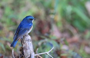 Himalayan Bluetail, 蓝眉林鸲, Tarsiger rufilatus-gallery-