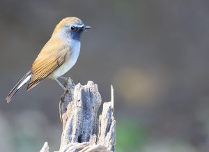 Rufous-gorgeted Flycatcher, 橙胸姬鹟, Ficedula strophiata-gallery-