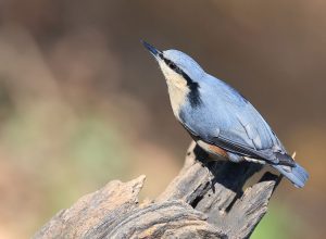 Chestnut-vented Nuthatch, 栗臀䴓, Sitta nagaensis-gallery-