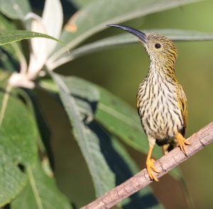 Streaked Spiderhunter, 纹背捕蛛鸟, Arachnothera magna-gallery-