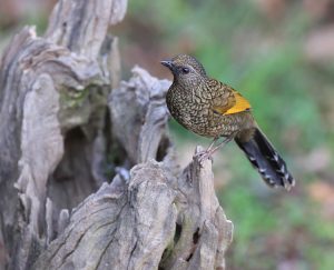 Scaly Laughingthrush, 纯色噪鹛, Trochalopteron subunicolor-gallery-