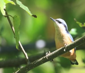 White-tailed Nuthatch, 白尾䴓, Sitta himalayensis-gallery-