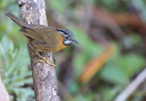 Grey-throated Babbler, 黑头穗鹛, Stachyris nigriceps-gallery-