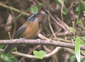 Slender-billed Scimitar Babbler, 剑嘴鹛, Pomatorhinus superciliaris-gallery-