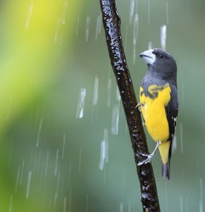 Spot-winged Grosbeak, 白点翅拟蜡嘴雀, Mycerobas melanozanthos-gallery-