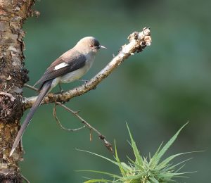 Long-tailed Sibia, 长尾奇鹛, Heterophasia picaoides-gallery-