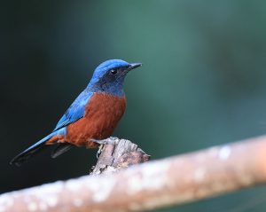 Chestnut-bellied Rock Thrush, 栗腹矶鸫, Monticola rufiventris-gallery-