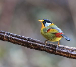 Silver-eared Mesia, 银耳相思鸟, Leiothrix argentauris-gallery-