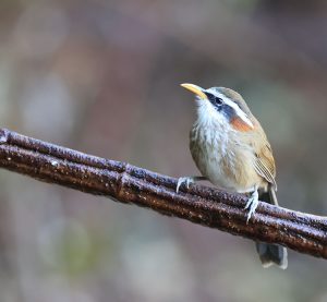 Streak-breasted Scimitar Babbler, 棕颈钩嘴鹛, Pomatorhinus ruficollis-gallery-