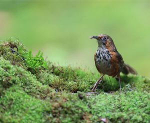 Black-streaked Scimitar Babbler, 斑胸钩嘴鹛, Pomatorhinus gravivox-gallery-