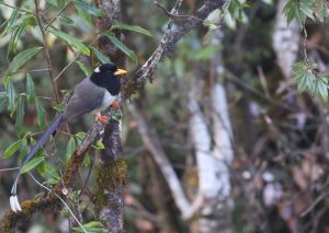 Yellow-billed Blue Magpie, 黄嘴蓝鹊, Urocissa flavirostris-gallery-