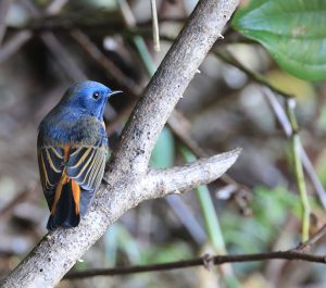 Blue-fronted Redstart, 蓝额红尾鸲, Phoenicurus frontalis-gallery-