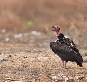 Red-headed Vulture, 黑兀鹫, Sarcogyps calvus-gallery-