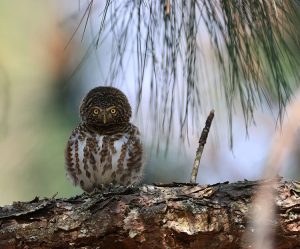 Collared Owlet, 领鸺鹠, Glaucidium brodiei-gallery-