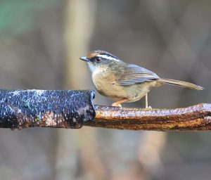 Rusty-capped Fulvetta, 褐胁雀鹛, Alcippe dubia-gallery-