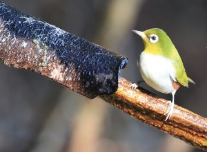 Chestnut-flanked White-eye, 红胁绣眼鸟, Zosterops erythropleurus-gallery-