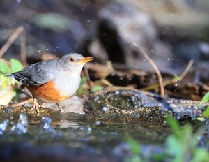 Grey-backed Thrush, 灰背鸫, Turdus hortulorum-gallery-