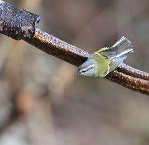 Ashy-throated Warbler, 灰喉柳莺, Phylloscopus maculipennis-gallery-