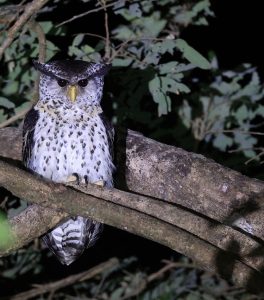 Spot-bellied Eagle Owl, 林雕鸮, Bubo nipalensis-gallery-