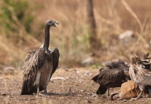 Slender-billed Vulture, 细嘴兀鹫, Gyps tenuirostris-gallery-