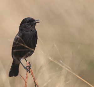 Pied Bush Chat, 白斑黑石䳭, Saxicola caprata-gallery-