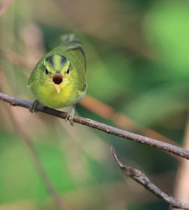 Yellow-vented Warbler, 黄胸柳莺, Phylloscopus cantator-gallery-