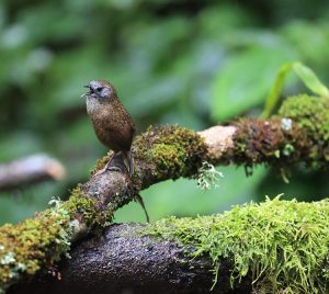 Grey-bellied Wren-Babbler, 长尾鹩鹛, Spelaeornis reptatus-gallery-