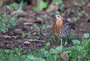 Mountain Bamboo Partridge, 棕胸竹鸡, Bambusicola fytchii-gallery-