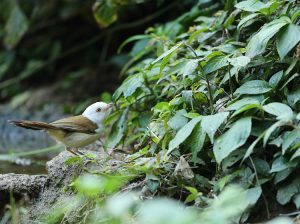 White-headed Babbler, 白头鸫鹛, Turdoides leucocephala-gallery-