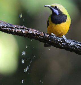 Orange-bellied Leafbird, 撜腹叶鹎, Chloropsis hardwickii-gallery-