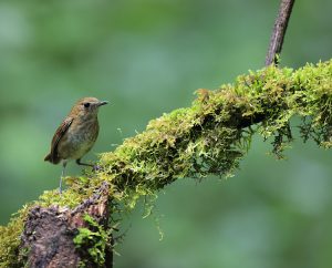 Lesser Shortwing, 白喉短翅鸫, Brachypteryx leucophris-gallery-