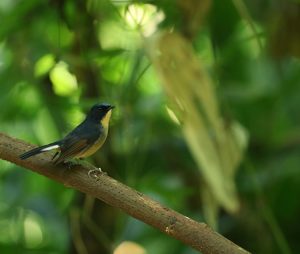 Slaty-blue Flycatcher, 灰蓝姬鹟, Ficedula tricolor-gallery-