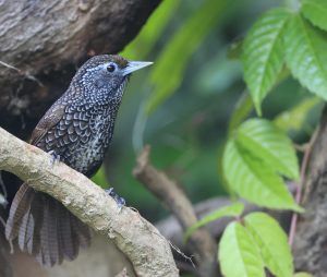 Cachar Wedge-billed Babbler, 楔嘴鹩鹛, Stachyris roberti-gallery-