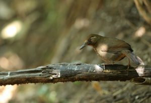 Spot-breasted Laughingthrush, 斑胸噪鹛, Garrulax merulinus-gallery-