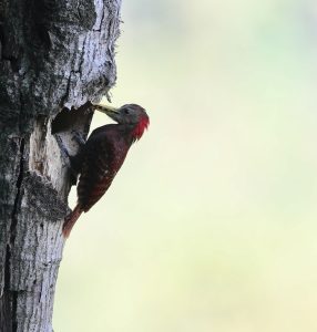 Bay Woodpecker, 黄嘴栗啄木鸟, Blythipicus pyrrhotis-gallery-