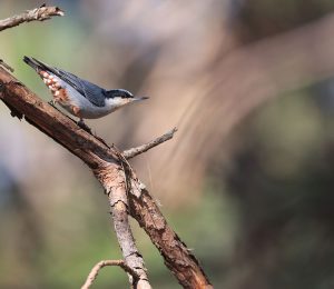 Giant Nuthatch, 巨䴓, Sitta magna-gallery-