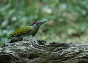 Black-naped Woodpecker, 黑枕啄木鸟, Picus guerini-gallery-