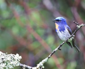 Sapphire Flycatcher, 玉头姬鹟, Ficedula sapphira-gallery-