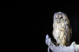 Himalayan Owl, 灰林鸮, Strix nivicolum-gallery-