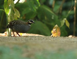 White-cheeked Partridge, 白颊山鹧鸪, Arborophila atrogularis-gallery-