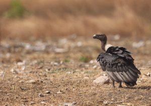 White-rumped Vulture, 白背兀鹫, Gyps bengalensis-gallery-