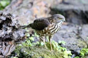 Besra, 松雀鹰, Accipiter virgatus-gallery-