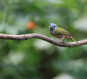 Black-headed Shrike-Babbler, 棕腹鵙鹛, Pteruthius rufiventer-gallery-