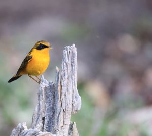 Golden Bush Robin, 金色林鸲, Tarsiger chrysaeus-gallery-