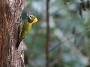 Lesser Yellownape, 黄冠啄木鸟, Picus chlorolophus-gallery-