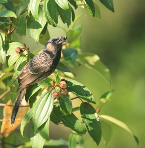 Red-vented Bulbul, 黑喉红臀鹎, Pycnonotus cafer-gallery-