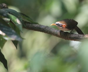 White-browed Scimitar Babbler, 灰头钩嘴鹛, Pomatorhinus schisticeps-gallery-