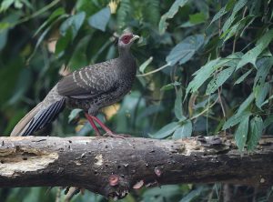 Kalij Pheasant, 黑鹇, Lophura leucomelanos-gallery-