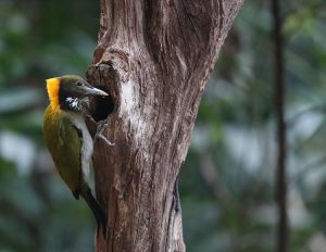 Greater Yellownape, 大黄冠啄木鸟, Chrysophlegma flavinucha-gallery-