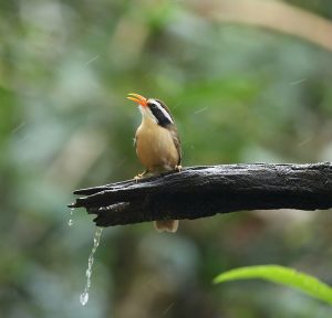 Coral-billed Scimitar Babbler, 红嘴钩嘴鹛, Pomatorhinus ferruginosus-gallery-